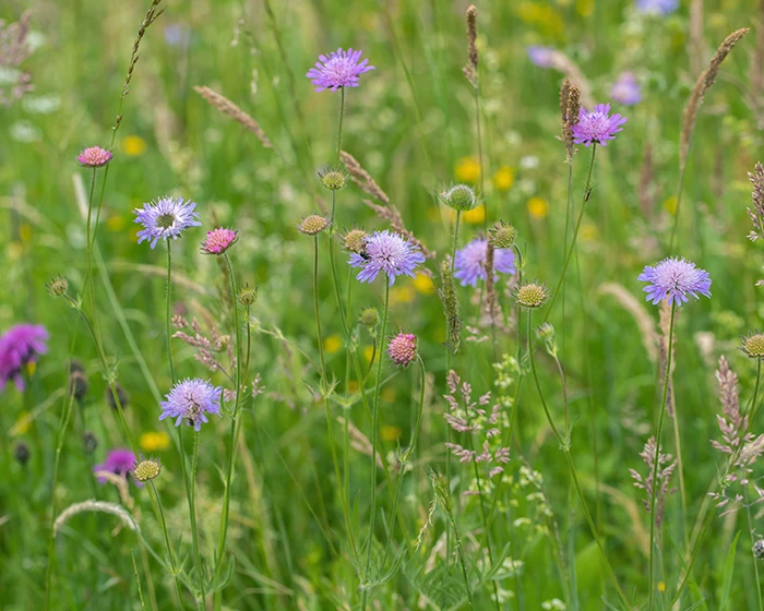 Gramíneas en el campo.